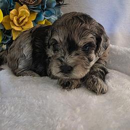 Yelena ( White collar) - Merle female Schnoodle puppy in Novinger, Missouri from Stormi Sky Schnoodles