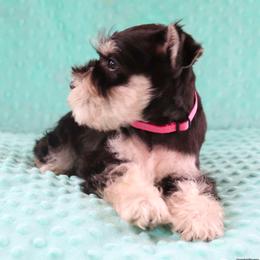 Miniature Schnauzer Puppies from Clay Hill Kennels