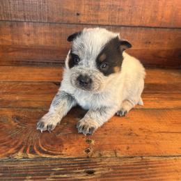 Boy 2 - Blue speckled male Australian Cattle Dog puppy in Mooresboro, North Carolina from Grog Creek Kennel