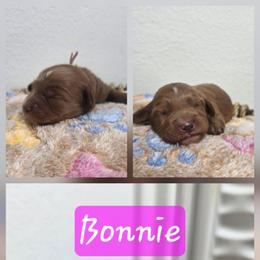 Bonnie - Red  female Goldendoodle puppy in Palestine, Texas from KK's Doodle Bunch
