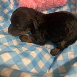 Phantom - Phantom female Poodle puppy in Bee Branch, Arkansas from Scroggins Creek Doodles