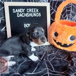 Xaden - Piebald male Dachshund puppy in Rosanky, Texas from Sandy Creek Miniature Dachshunds