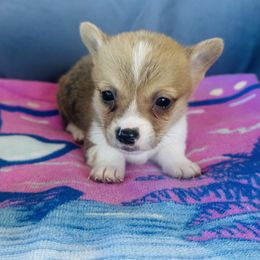 Girl 4 - Sable female Pembroke Welsh Corgi puppy in Oklahoma from DRB Australian Shepherds