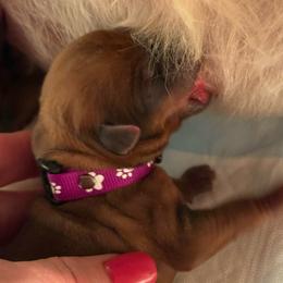 Royal Purple - Wheaten female Soft Coated Wheaten Terrier puppy in Gordonville, Texas from Serenity Valley Wheatens