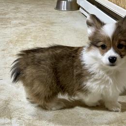 Pembroke Welsh Corgi puppies from Stacy’s Pembroke Welsh Corgis