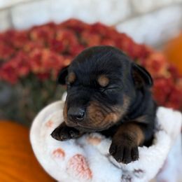 Luna - Black and rust female Doberman Pinscher puppy in Mason, Texas from Hill Country Family Dobermans