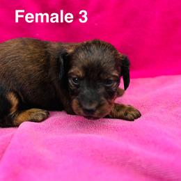 Teeny - Red female Dachshund puppy in Randleman, North Carolina from Deep River Aussies and Dachshunds