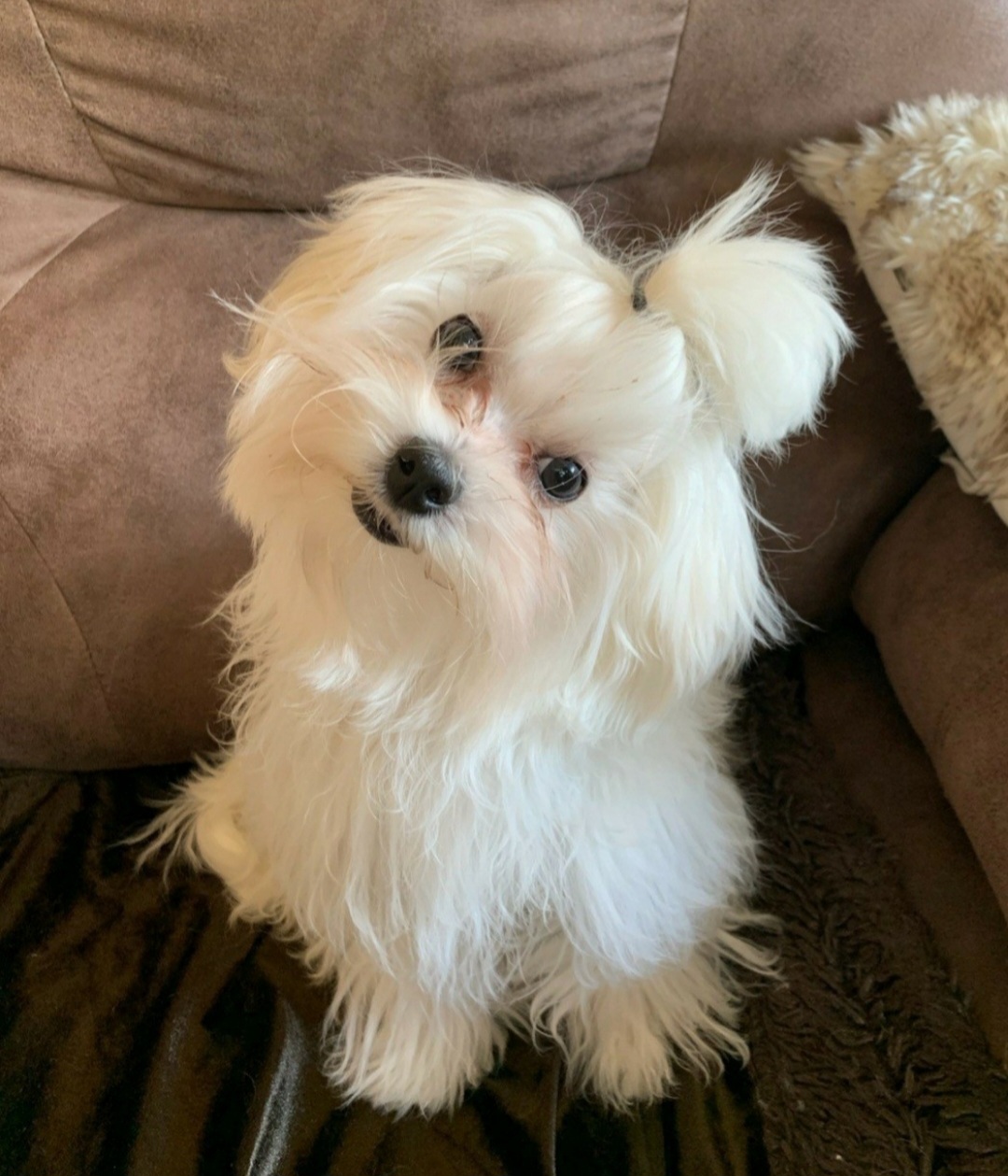 Weezy - Maltese