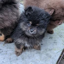 Lil bear jr - Tri-colored male Pomeranian puppy in Syracuse, New York from Precious Fancy Feet Pomeranians