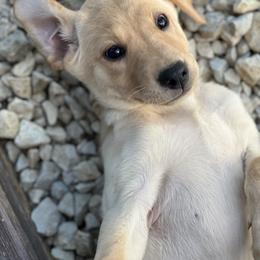 Labrador Retriever Puppies from UC Labradors