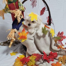 Sugar - Maltese puppy in St. George, Utah from Family Doodles