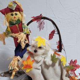 Sugar - Maltese puppy in St. George, Utah from Family Doodles