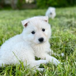 Alice - White female Berger Blanc Suisse puppy in West Alexandri, Ohio from Twisted Acres