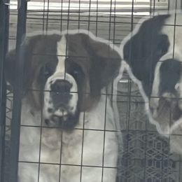 Saint Bernards from Tiffeny’s pups