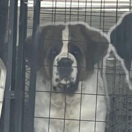 Saint Bernards from Tiffeny’s pups