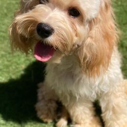 Cavapoos and Cockapoos from Medley Meadows