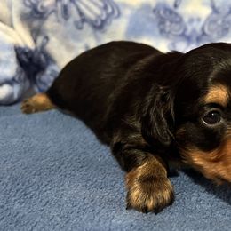 Oscar - Black and tan Dachshund puppy in Wyoming, Rhode Island from Paws Laws k9