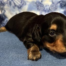 Oscar - Black and tan Dachshund puppy in Wyoming, Rhode Island from Paws Laws k9