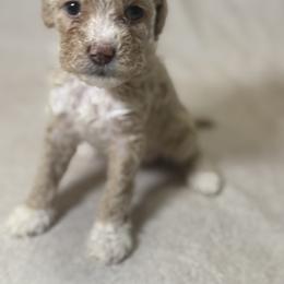 Cockapoo and Goldendoodle Puppies from Jax Doodles