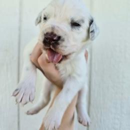 Luna - LUA liver long coat - White and liver brown female Dalmatian puppy in Jefferson, Georgia from Spotted Jewels Dalmatians