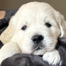 Kobe - Light golden male Golden Retriever puppy in Hastings, Michigan from Teresa Stevens