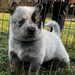 Black Collar Boy 2 - Blue male Australian Cattle Dog puppy in Irvington, Kentucky from Dry Valley’s Australian Cattle Dogs