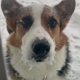 Pembroke Welsh Corgi Puppies from Robin’s Welsh Pembroke Corgis