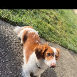 Cash - Dachshund