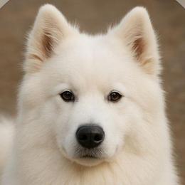 Tundra - Samoyed