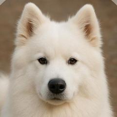 Tundra - Samoyed