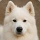 Tundra