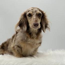 Sundae - Dachshund