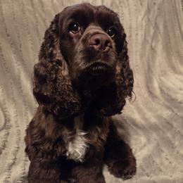 Chewie - Cocker Spaniel
