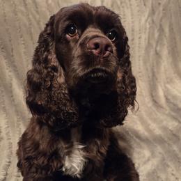 Chewie - Cocker Spaniel