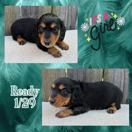 Green Girl - Black and tan female Dachshund puppy in Jonesboro, Illinois from Twin Hills Dachshunds