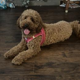 Annie - Goldendoodle