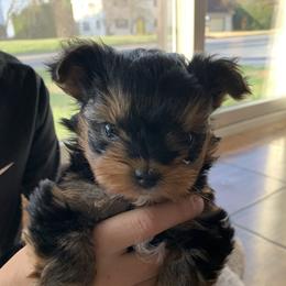 Rosie - Black and gold female Yorkshire Terrier puppy in Ephrata, Pennsylvania from Heritage Yorkies