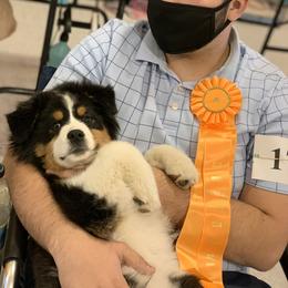 Australian Shepherd Puppies from Paramount Aussies