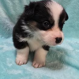Flareon - Black and tan male Pembroke Welsh Corgi puppy in Canton, Texas from P2 Corgis | P-Squared Homestead