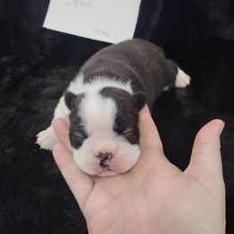 Cane - Black brindle and white male Boston Terrier puppy in Catawba, North Carolina from Lil Wiggles Boston Terriers