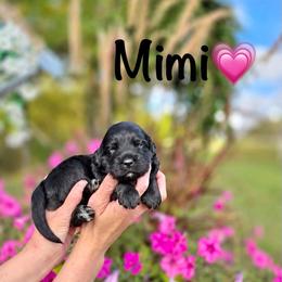 Mimi - Black phantom female Aussiedoodle puppy in Lancaster, Minnesota from Finney Ranch