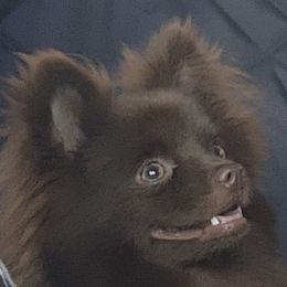 Beckett - Pomeranian