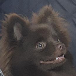 Beckett - Pomeranian