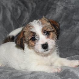 Edy Boy 2 - White and tan male Russell Terrier puppy in Middletown, Virginia from DBF Russell Terriers