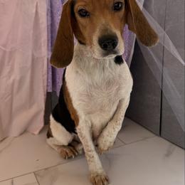 Bonnie - Beagle