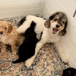 Rosie - Poodle