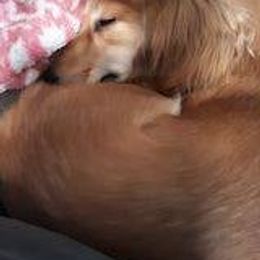 Dachshund Puppies from Em-Me's Royal 'n Loyal Dachshunds