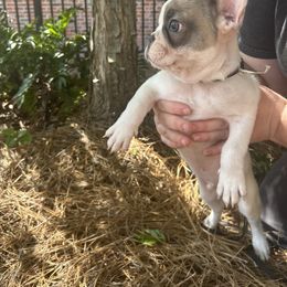 French Bulldog Puppies from Southern Mississippi Frenchies