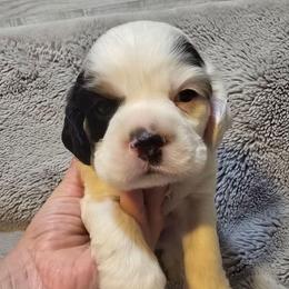 Lieutenant - Black white and tan male Cocker Spaniel puppy in Florence, South Carolina from Reddick's American Cocker Spaniels