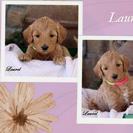 Laurel- Standard F1B - Red  female Goldendoodle puppy in Lebanon, Missouri from Knapp's Paw Prints